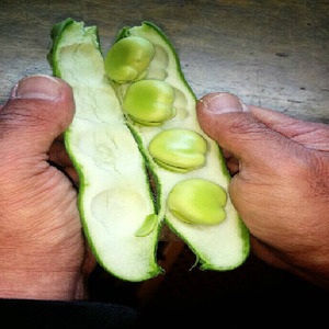 そら豆 -陵西一寸- - 商品案内